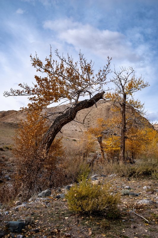 горы алтай горный марс кызыл-чин пейзаж природа россия ник васильев красота деревья лиственница Разговор.photo preview
