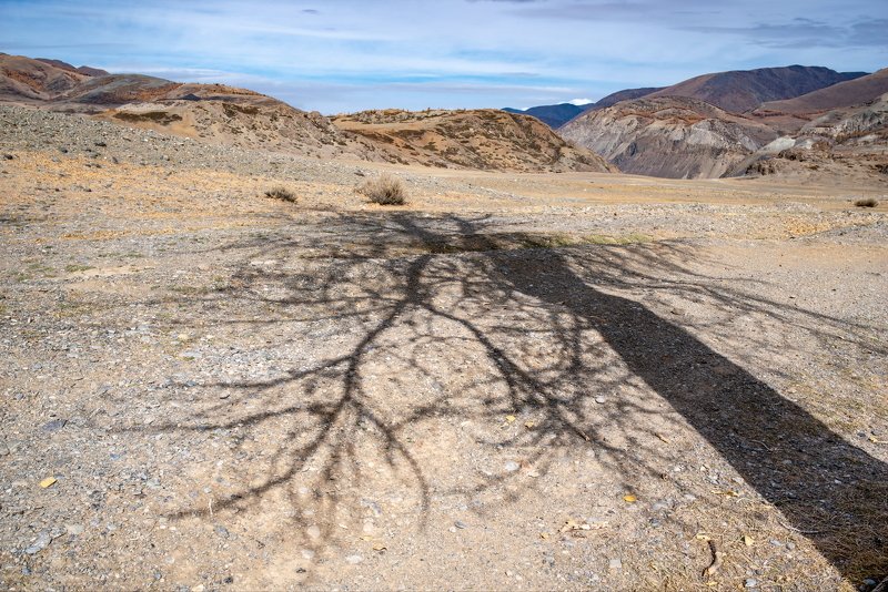 горы алтай горный марс кызыл-чин пейзаж природа россия ник васильев красота деревья лиственница Воспоминание о будущем.photo preview