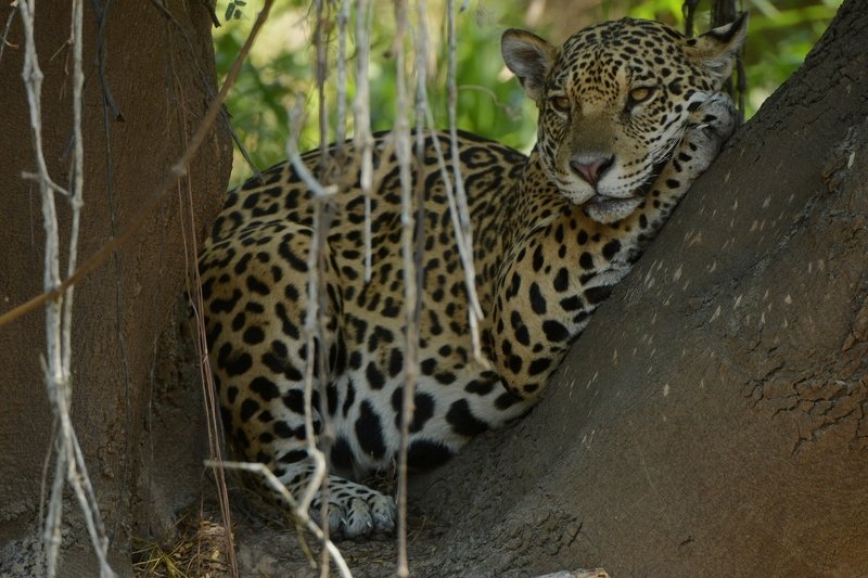 бразилия.ягуар В ЖАРКИЙ ПОЛДЕНЬphoto preview