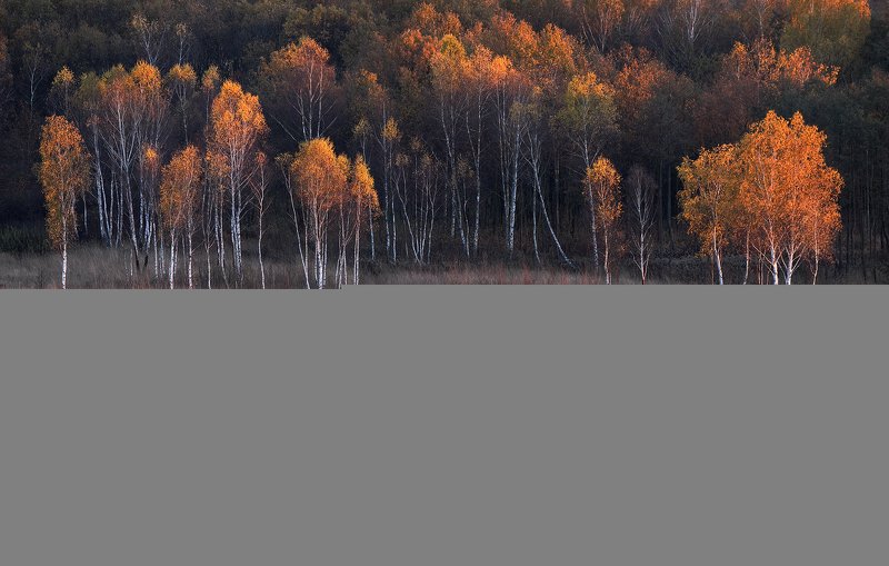 birch-tree, autumn, forest, sunset, light, Painted with lightphoto preview