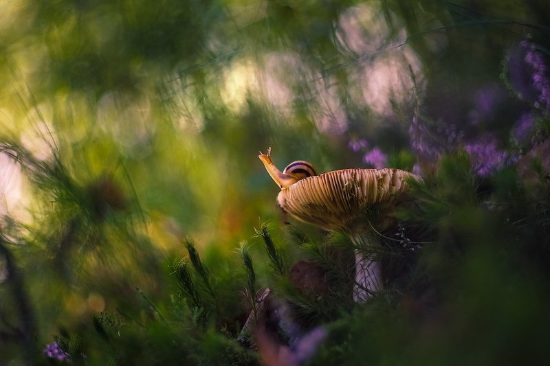 Таинство утреннего лесаphoto preview