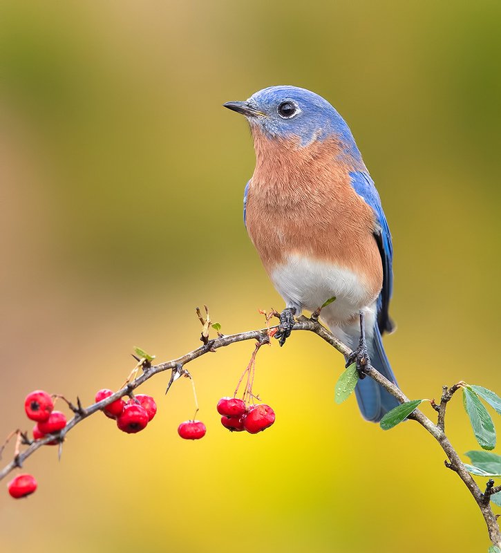eastern bluebird, восточная сиалия, bluebird, Eastern Bluebird male. Восточная сиалия самец.photo preview