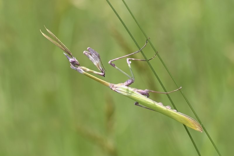 insects Mantodeaphoto preview