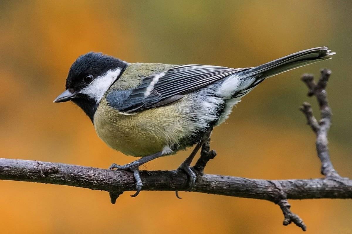 Синичка. Автор: Razgulyaev Aleksandr , Razgulyaev Aleksandr