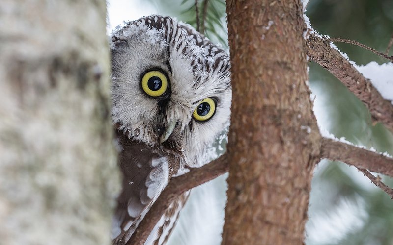 птица, дикая птица, хищная птица, орнитология, дикая природа, фотоохота, , сыч, сыч мохноногий, зима. охота, фотоохота, мышь Близкий контакт. (Сыч мохноногий)photo preview