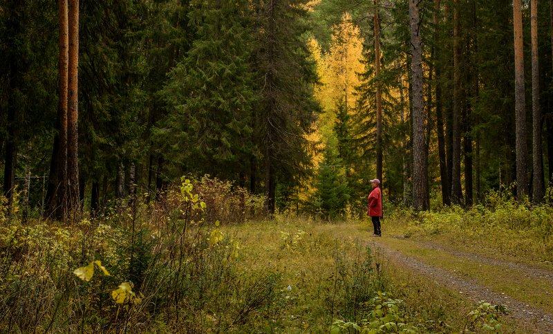 В лесу...photo preview