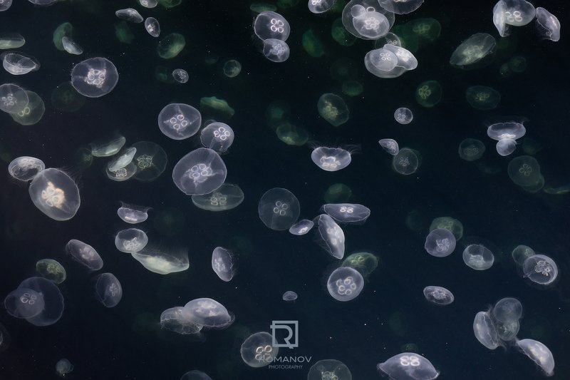 медуза, море, космос, туманность, звезды, небо, инопланетяне, фантастика, черный, солнце, красный, франция, дюнкерк, животные, бескрайний, звездная ночь, ночь, клоны Attack of the Clones - Атака клоновphoto preview