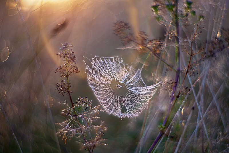 макро, роса, природа, утро, паутина Ловушки утренних сновphoto preview