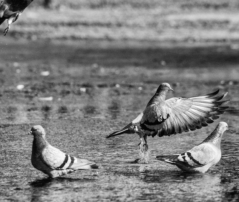Голуби в городе. «Голубиное озеро». Балетphoto preview