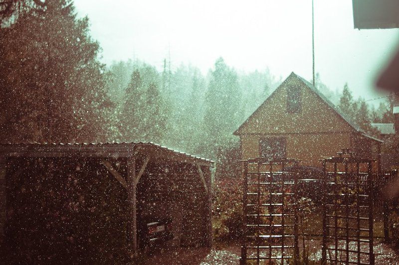 грибной дождьphoto preview