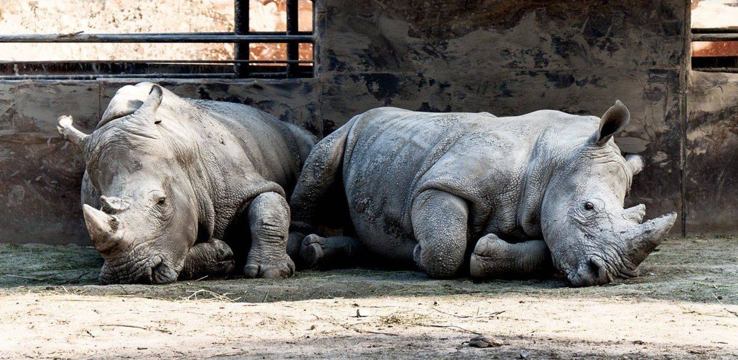 , Михаил Попов