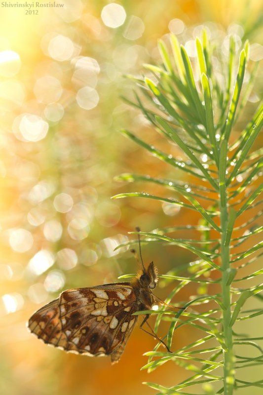 ростислав, макро, 100мм Праздничный салютphoto preview