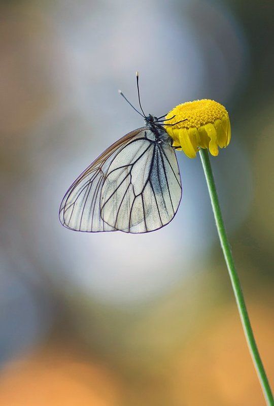 утренние бабочки 2...photo preview