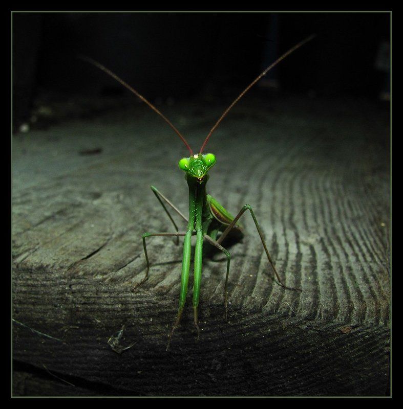 Позёрphoto preview