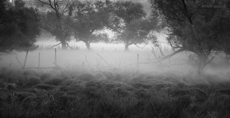 туман, утро, росса, деревья, луг, балка, Туманная загадочностьphoto preview