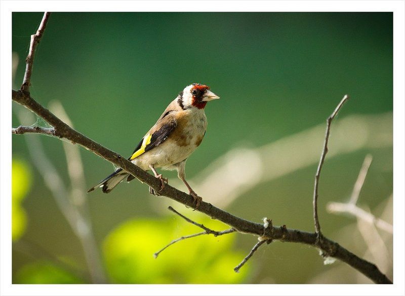 щеголphoto preview