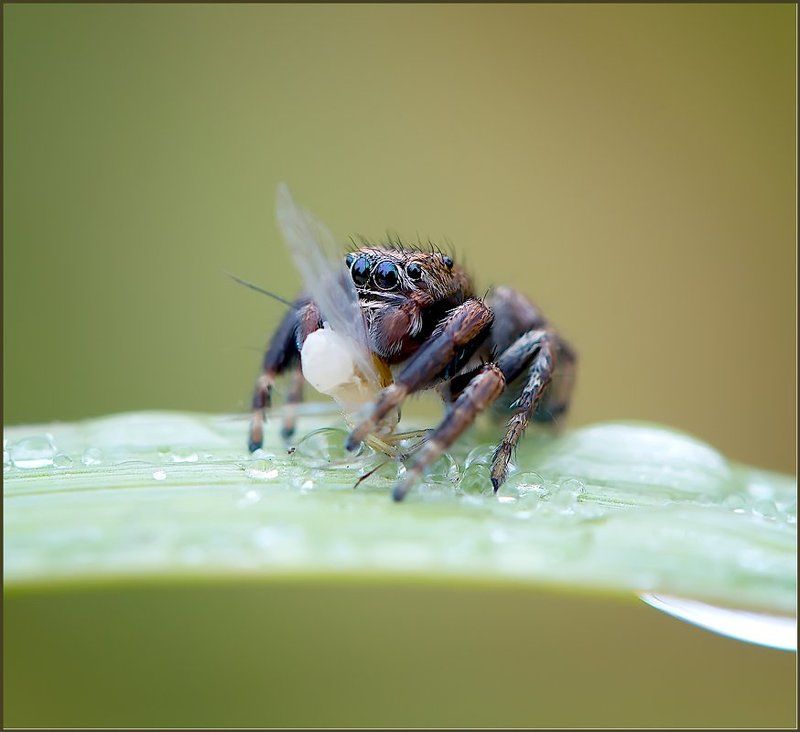 Про маленького паучка.photo preview