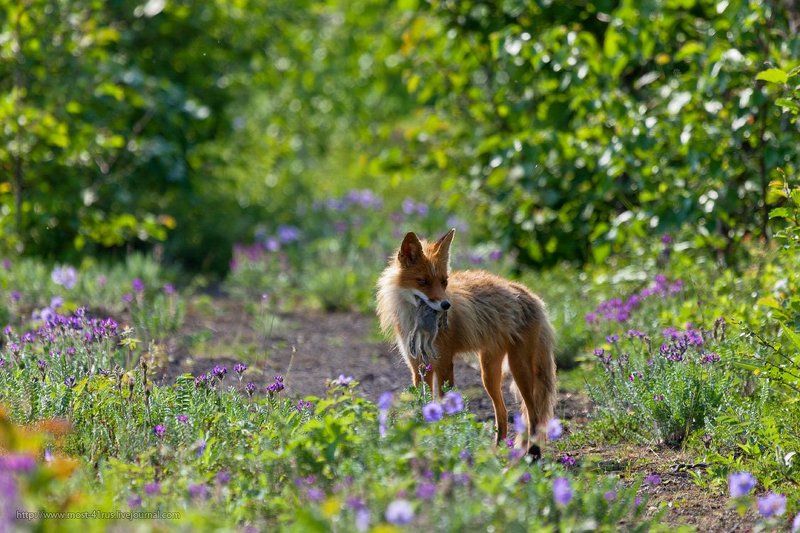 лисица Охота пуще неволи...photo preview