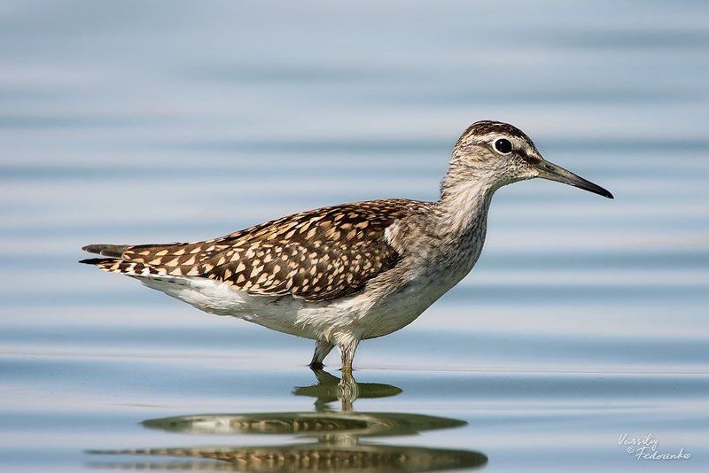 птицы, кулик, фифи, tringa, glareola Фифиphoto preview