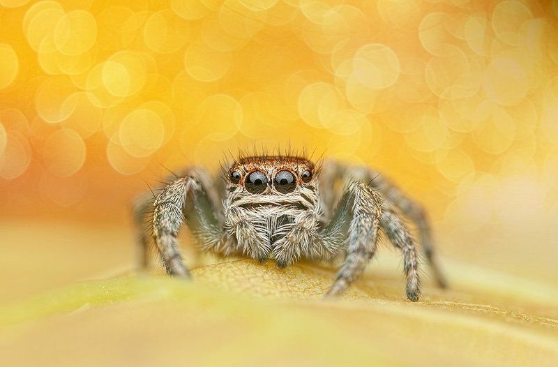 pu5z3k, poland, macro oOOophoto preview