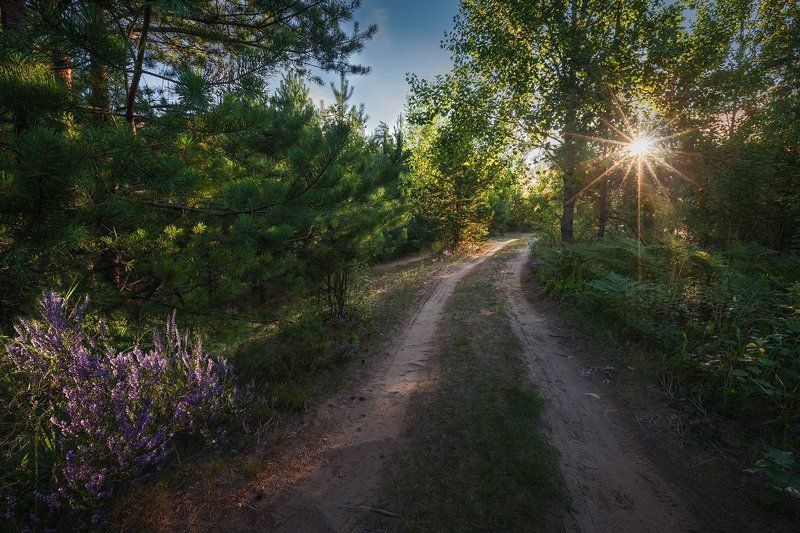 Вереск цветет...photo preview