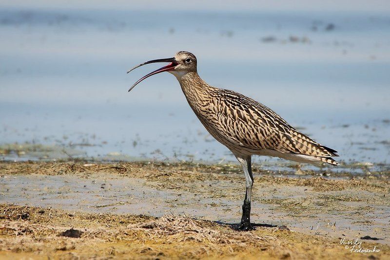 птицы, кроншнеп, большой, numenius, arquata Спой птичкаphoto preview