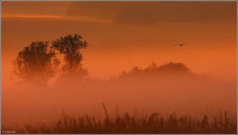 аист,возвращается,домой,закат Домойphoto preview