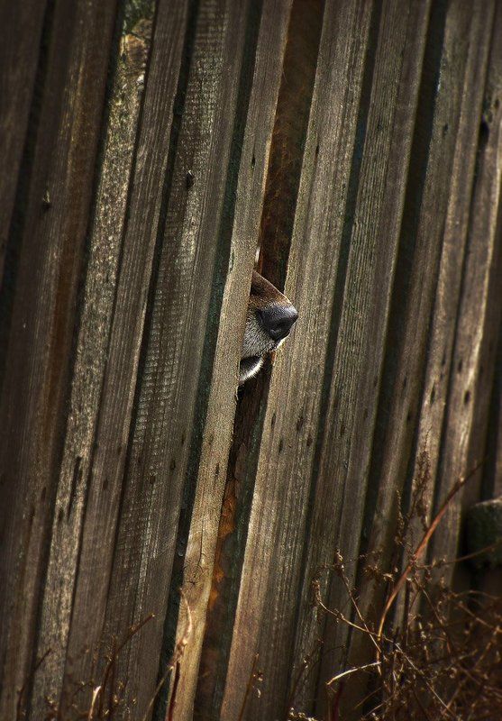 Не увижу, хоть понюхаю!photo preview