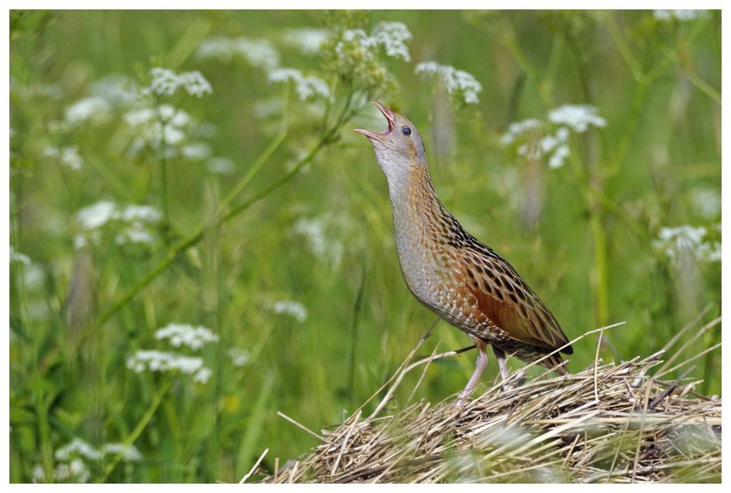 коростель, дергач, crex crex, россия, Наталья Паклина