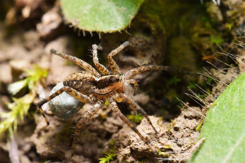 nikon, d7000, spider, macro, close-up, nature, arachnida, arthropoda, araneae, wolf, egg sac Мамашаphoto preview