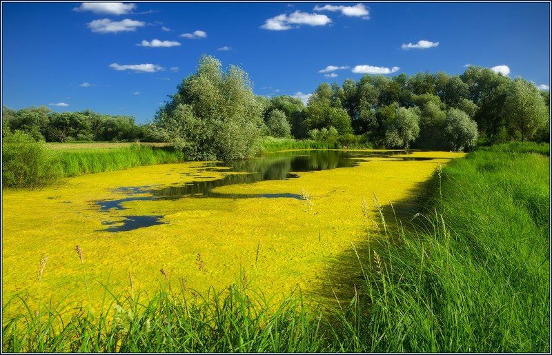 Желтый прудphoto preview