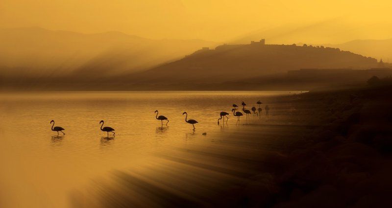 фламинго, рассвет, мечты, сардиния мечты уходят на рассвете...photo preview