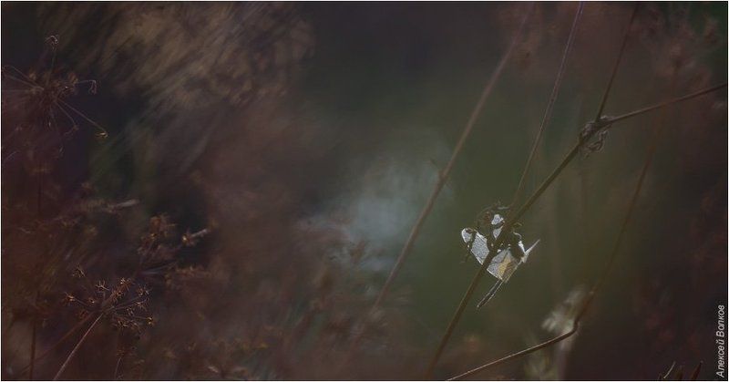 стрекоза, утро Тише воды, ниже травыphoto preview