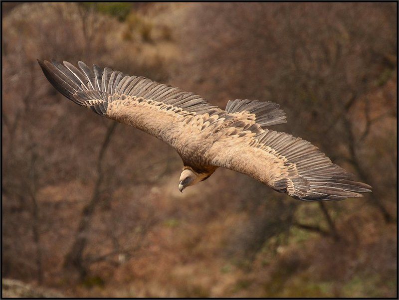 крымский, белоголовый, сип Красавцы! фото превью