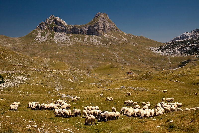 Седлоphoto preview