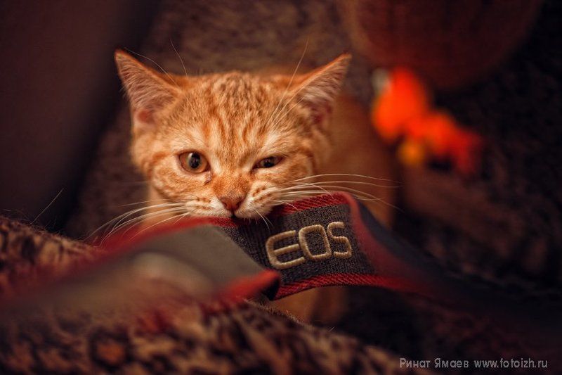 canon Котэ ставит точку в вечном холивареphoto preview