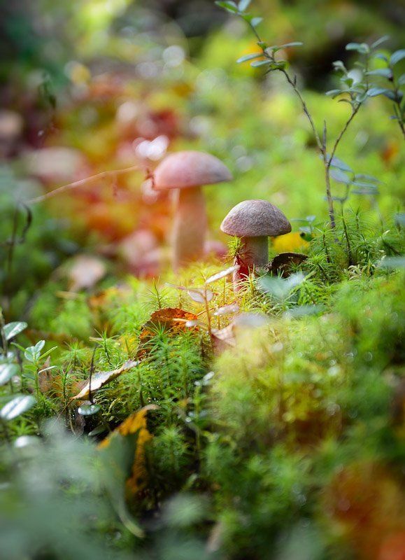 Тихая охота фото превью