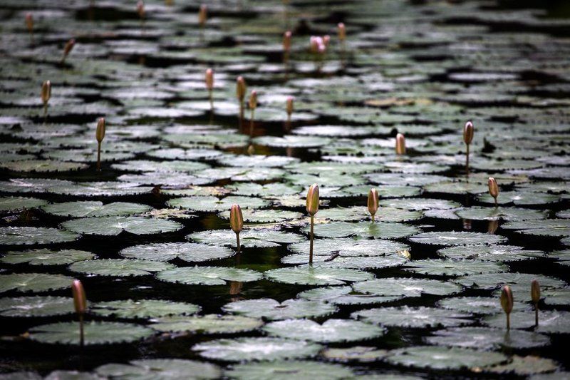 Лотосыphoto preview