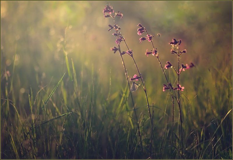 Июньский зной.photo preview