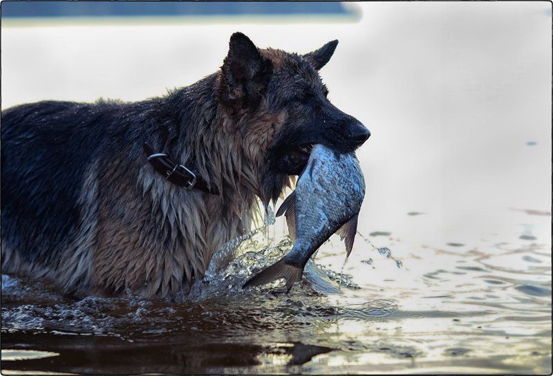 собака photo preview