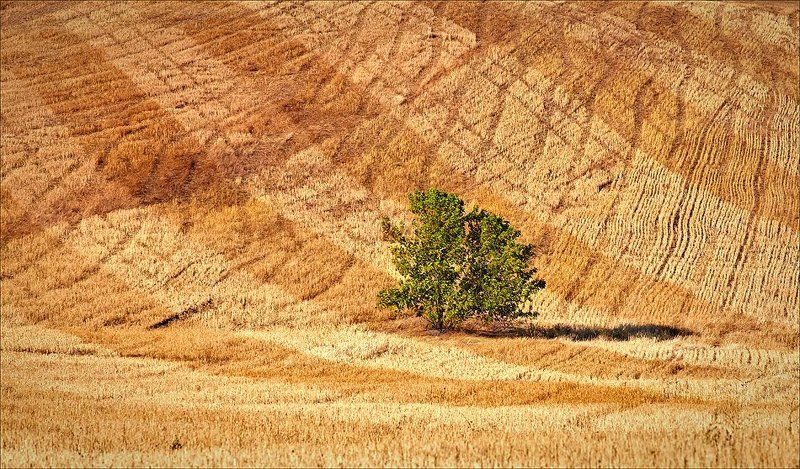 Summer patternsphoto preview