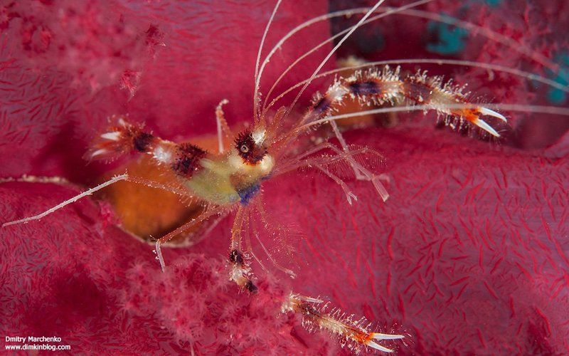 креветка,креветка боксер, shrimp, boxer shrimp Гламурный боксерphoto preview