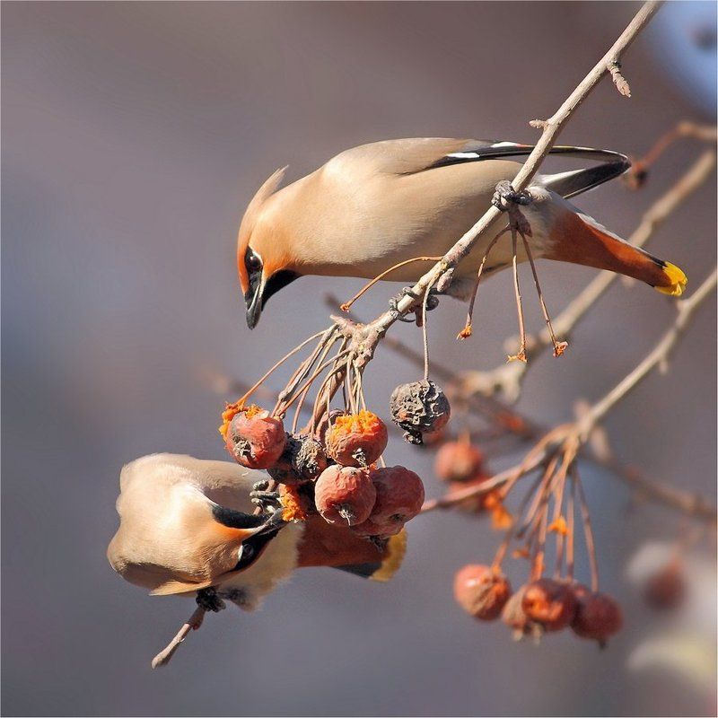 Делись..!!)) фото превью