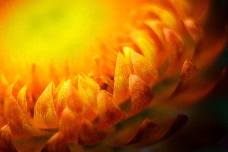 цветок, сухоцветы, красота, фрагмент, лепестки ***photo preview