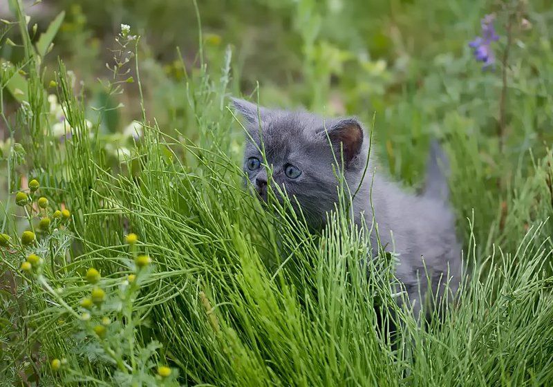 лето, котёнок Про лето... фото превью