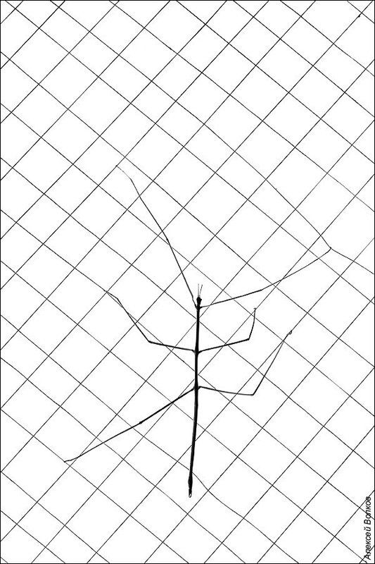 палочник, нитки Линейные преобразованияphoto preview