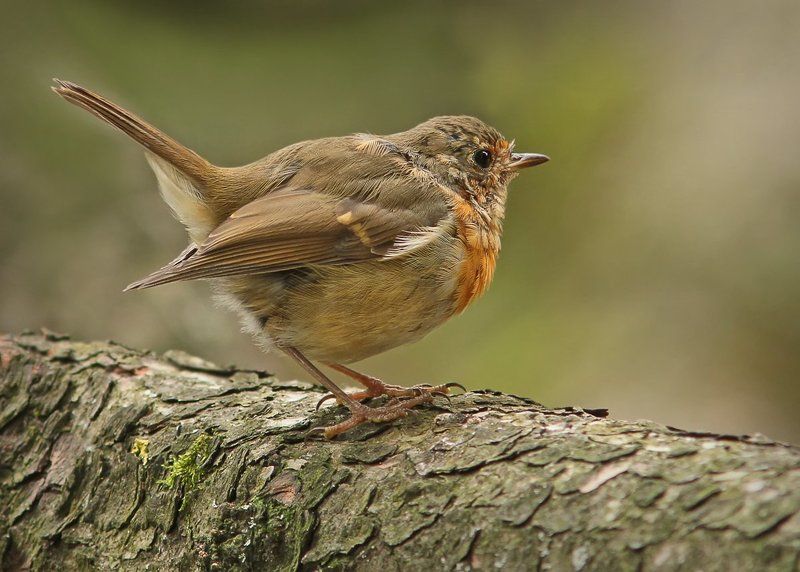 Про задорный хвостик.photo preview