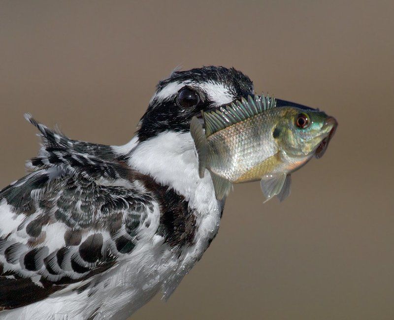 малый, пегий, зимородок на копьеphoto preview
