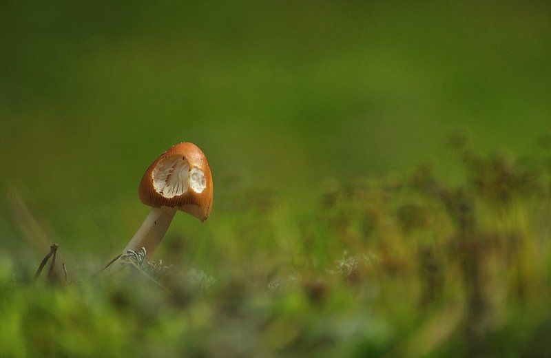 Грибы после пересеченияphoto preview