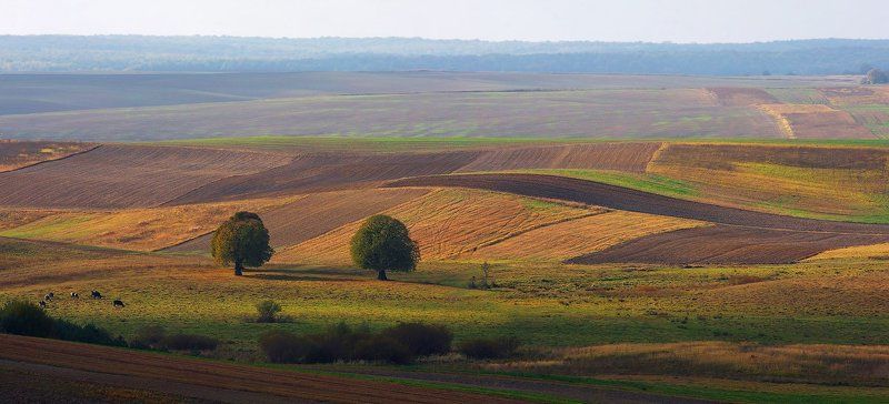 волынь, ** фото превью